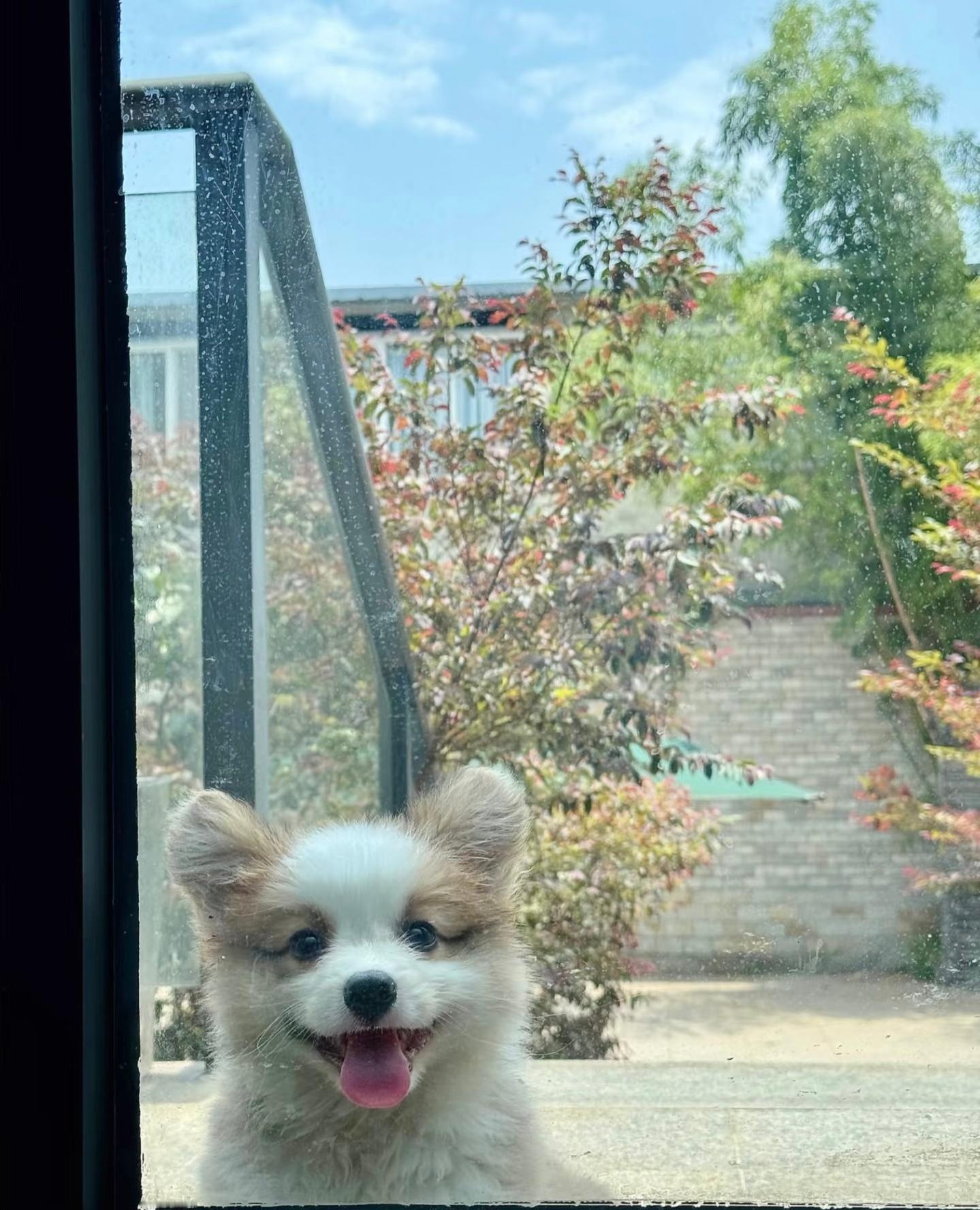 恭喜你在十一月的第一天遇到了微笑小狗 ​​​