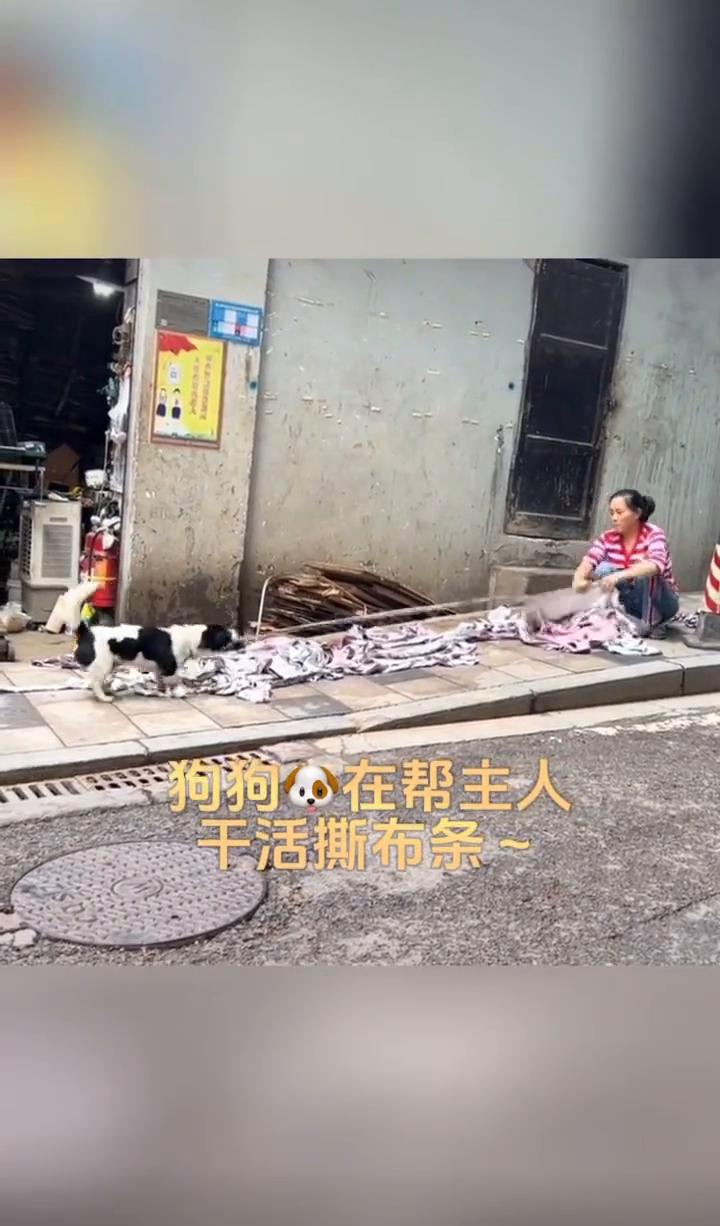 狗狗在帮主人干活撕布条。
这个活真的很适合它。