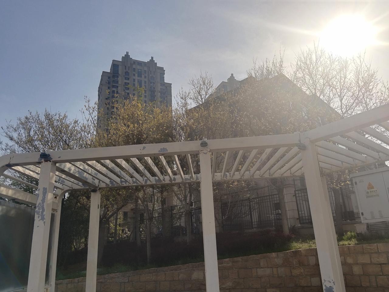 分享一张你手机里的树