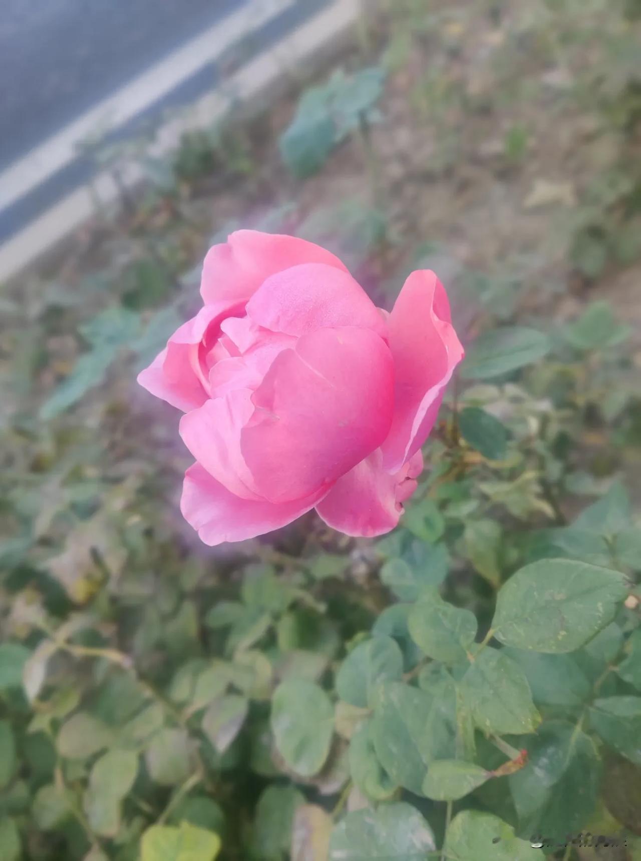 #秋日生活记录#路上随手拍得花朵，有月季，鸡冠花，小雏菊等，都开得灿烂，让人赏心