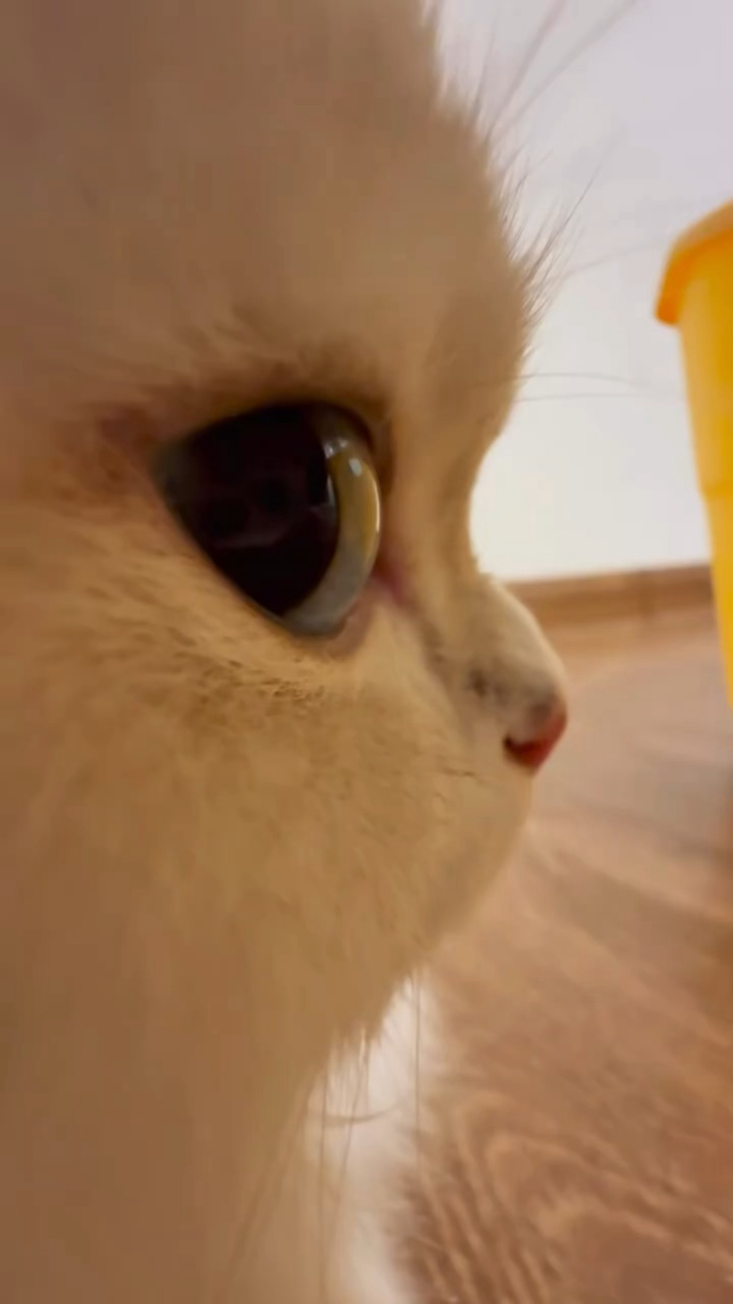 好喜欢我们田曦薇水汪汪的小猫眼睛🥺🥺低智商犯罪 