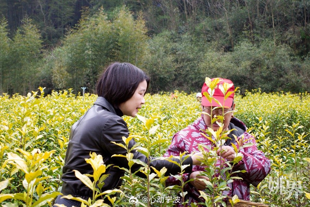 余姚彩色茶园带动村民增收振兴乡村 3 月 2 5 日，余 姚 梨 洲 街 道 屹