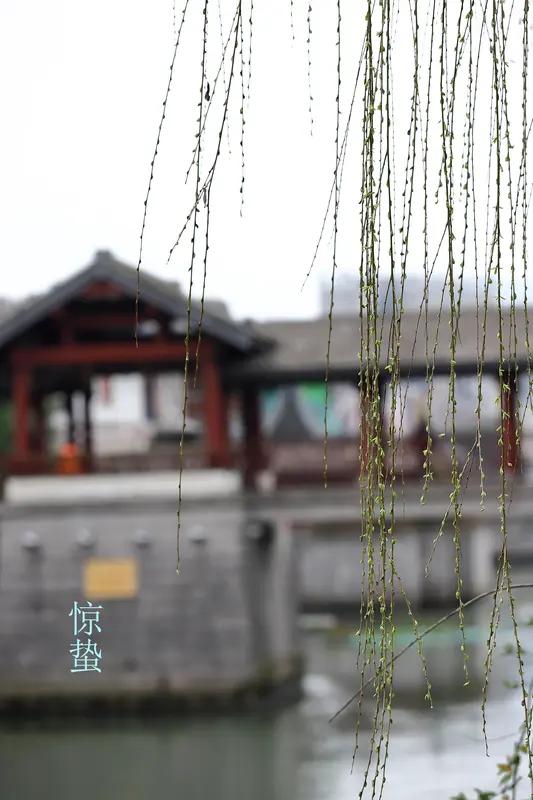 惊蛰三候分别是“一候桃始华；二候仓庚鸣；三候鹰化为鸠”。惊蛰一到，气温回升，寒意