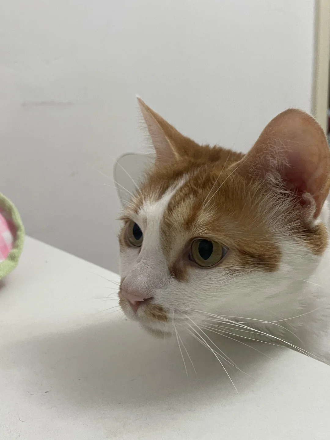 4只猫养出千军万马的感觉