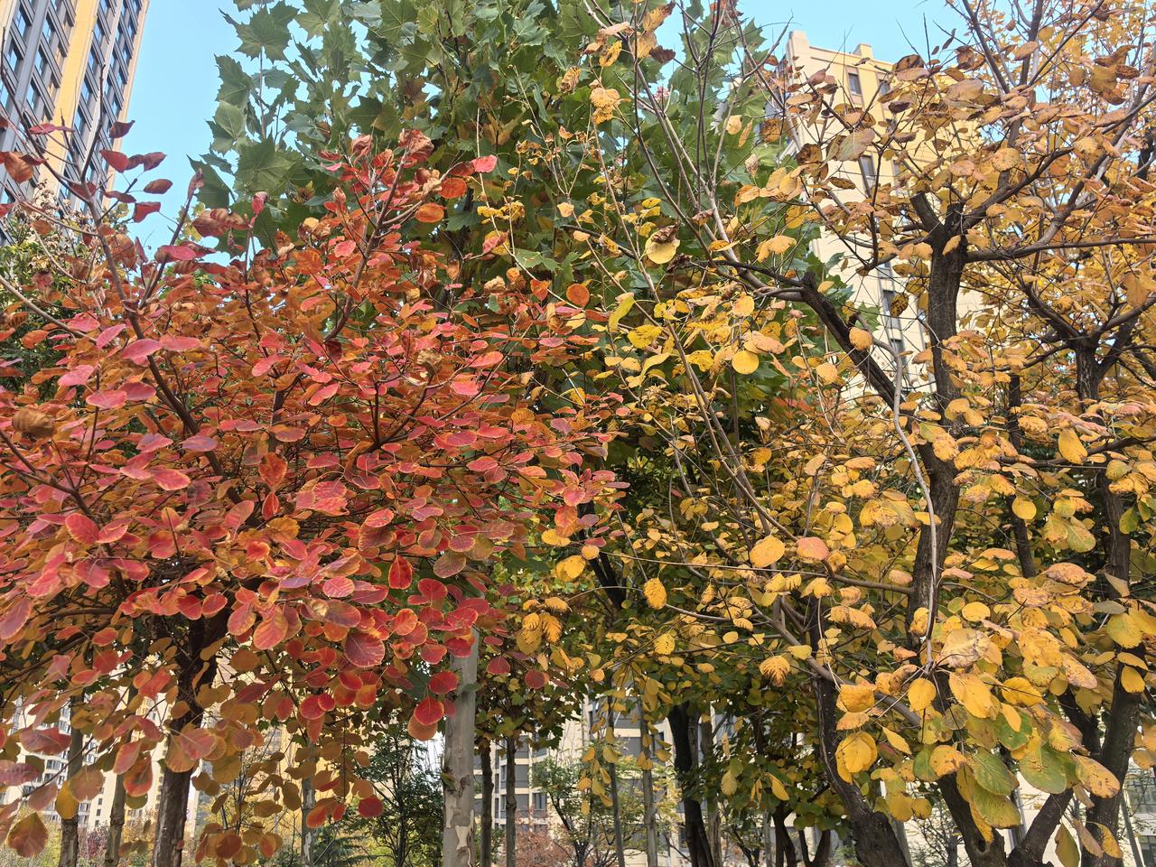 初冬的岛城依然带着浓浓的秋意，美的让人挪不开眼。