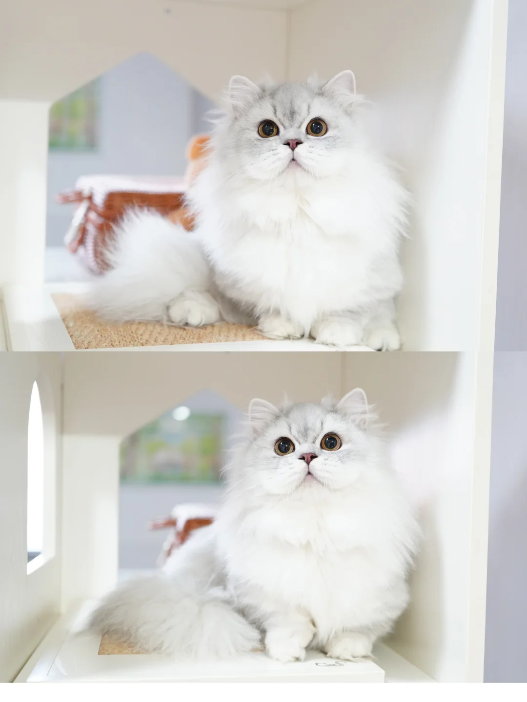 憨头憨脑的小憨憨弟弟 银渐层米努特矮脚猫