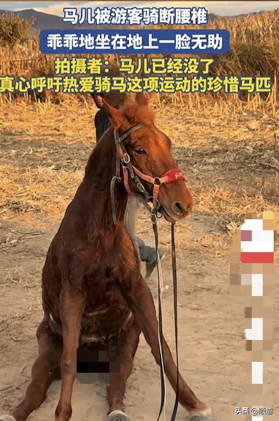 马儿被游客骑断腰椎，乖乖的坐在那里一动不动。
据拍摄者说，马儿已经没了。
原来真