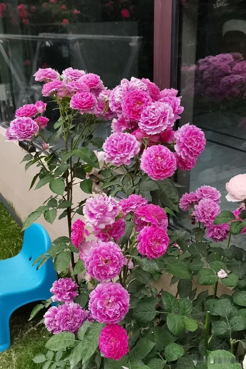 房前屋后秋花盛开，毫不逊色春天到来，天方夜谭才是其亮点所在。[呲牙]
