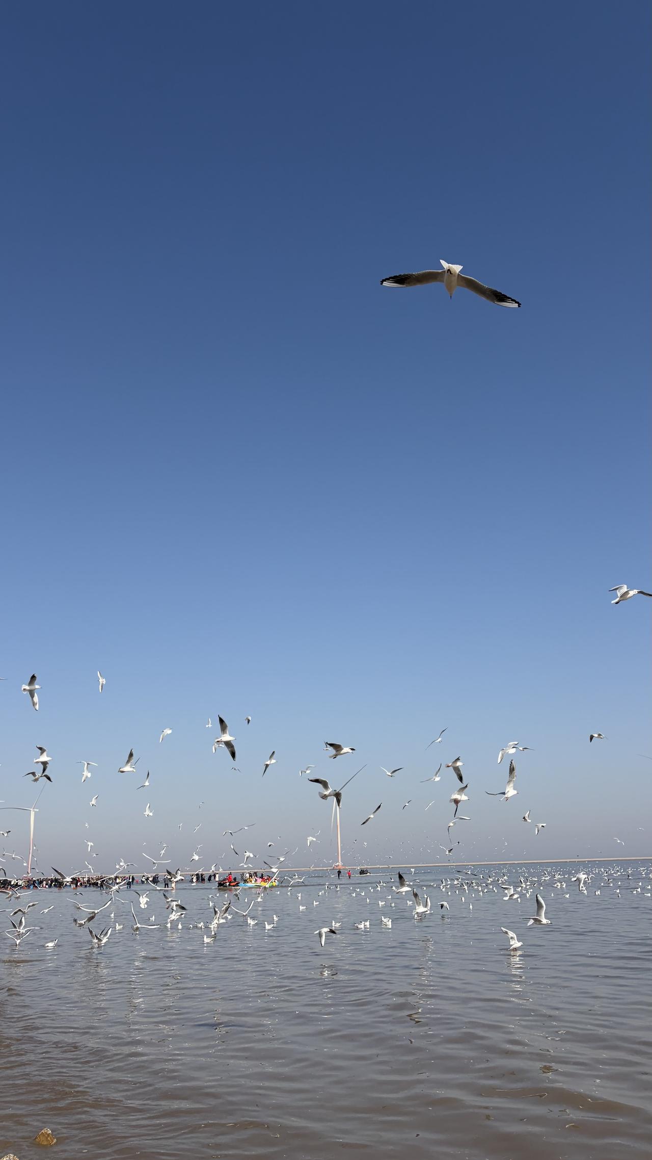 发一张相册里的大海喜欢大海大海的一望无际，喜欢海鸥的海面翱翔，面朝大海，春暖花开