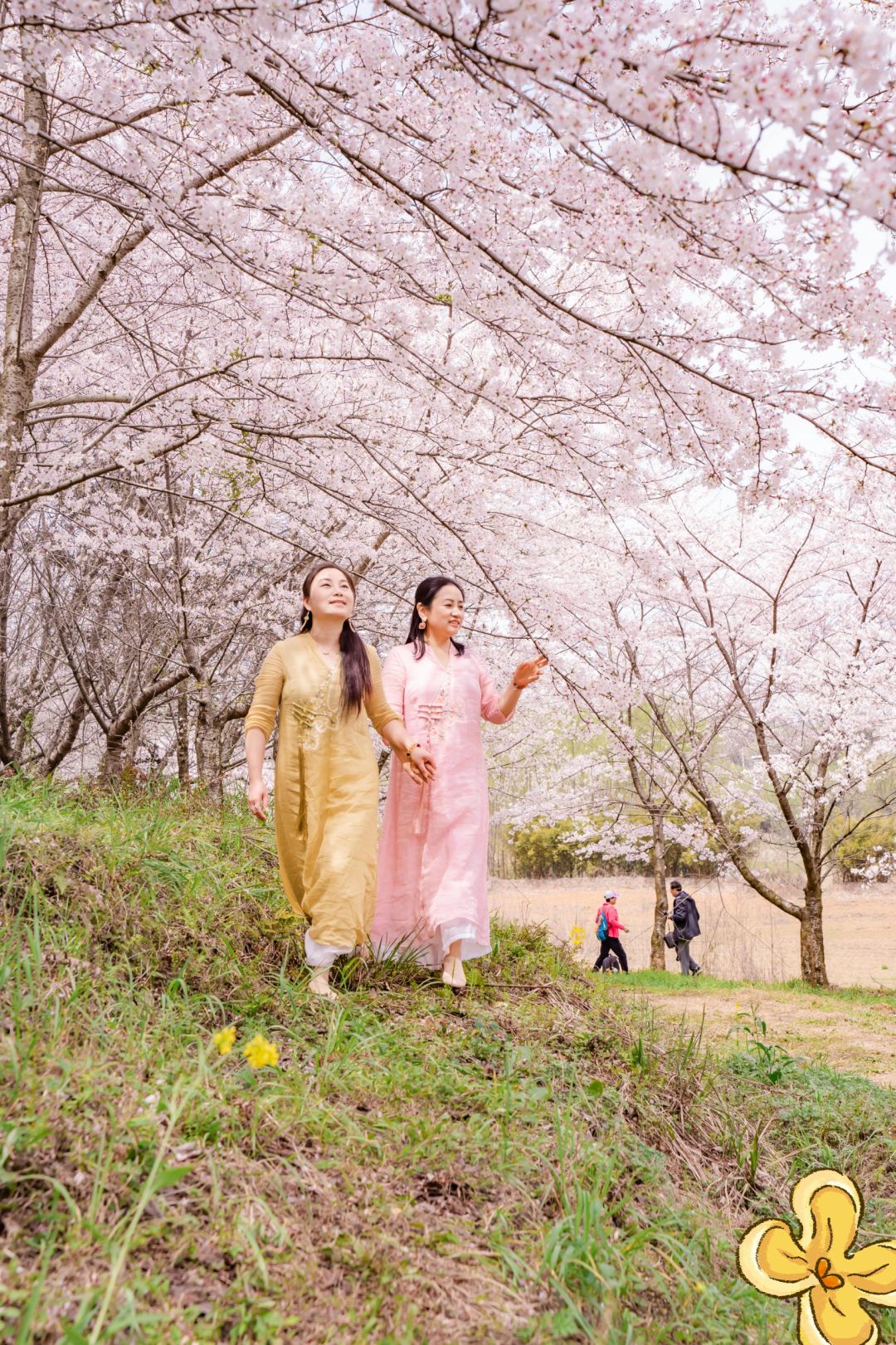 贵阳周边Ｉ穿行花海感受贵州春天的烂漫