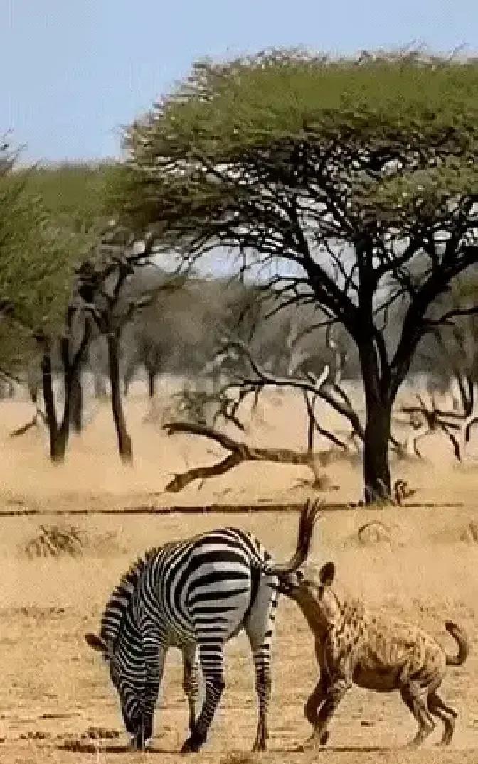 鬣狗绕到斑马屁股后面张嘴就掏，被斑马一蹄子踹在脸上当场滚了三圈。
视频里那家伙鼻