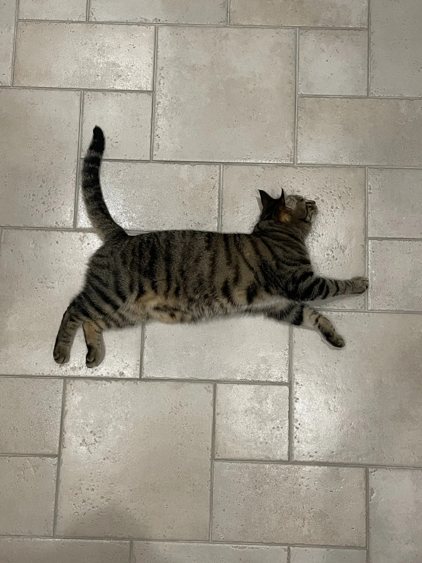 这是猫的侧面