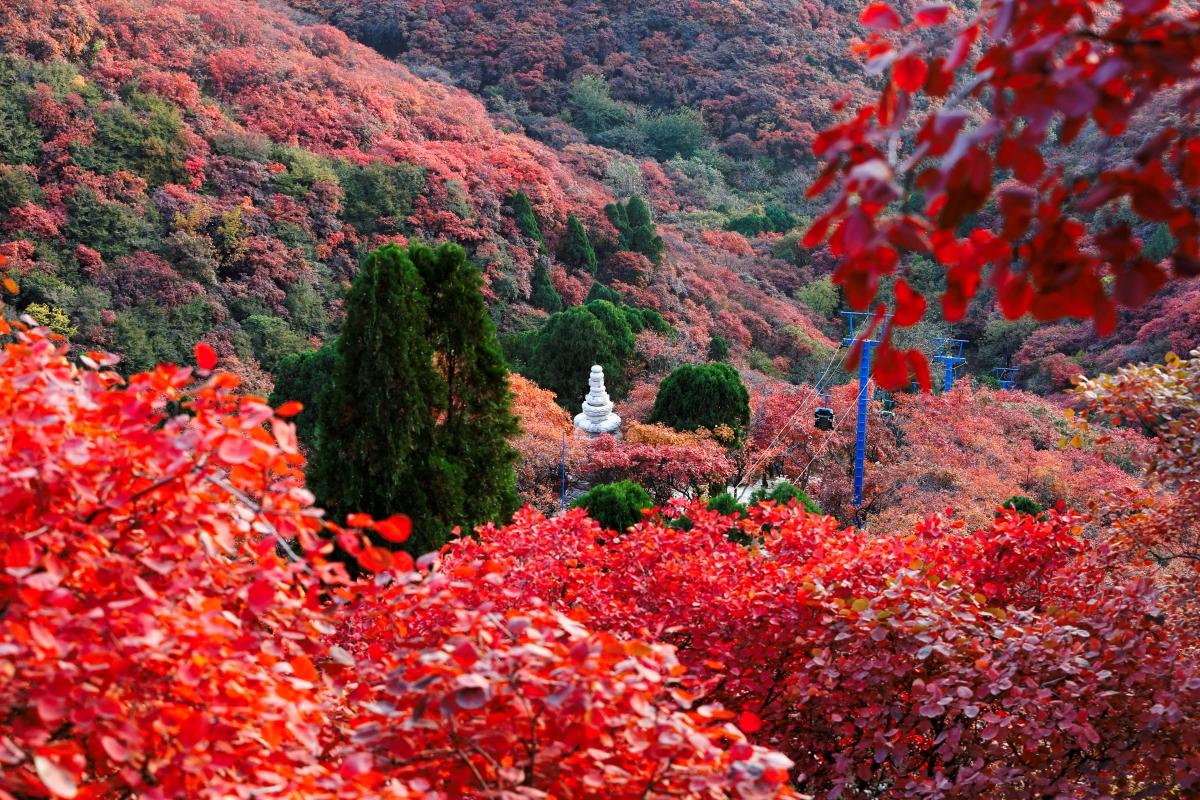 漫山红叶
坐标：济南红叶谷
#济南好风光！#