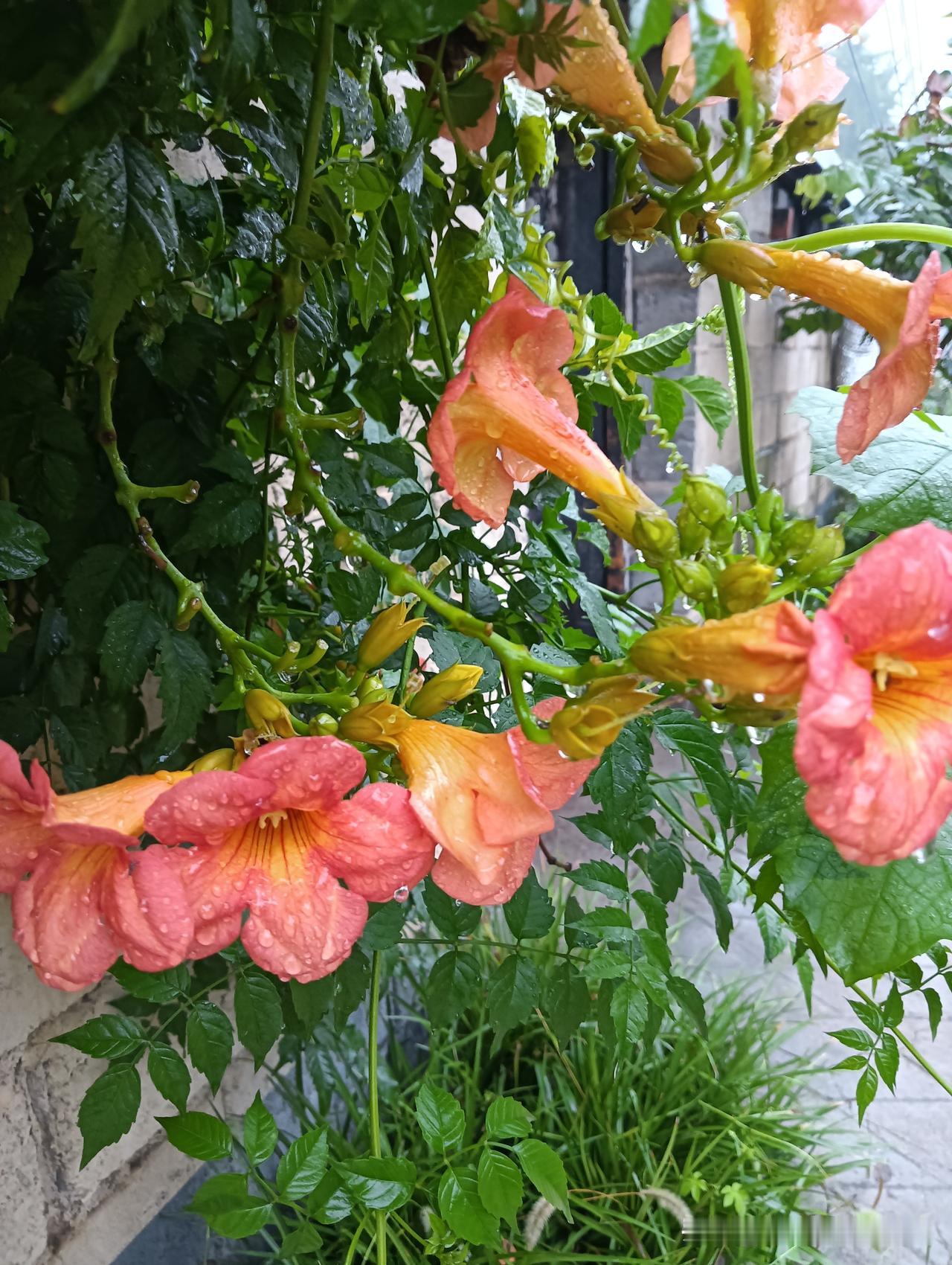 雨后的凌霄花开得心🌸怒放，点点滴滴的雨珠太惊艳了哈！夏日最美的花儿莫过于比！