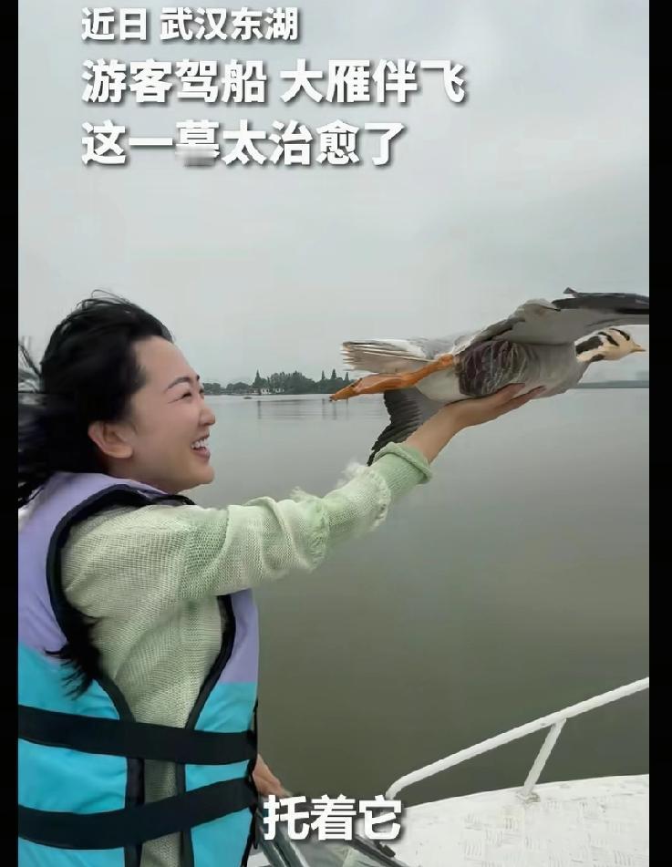 太治愈了！

武汉女子驾船出游，竟被一群大雁主动相伴，更神奇的是，一只大雁稳稳落