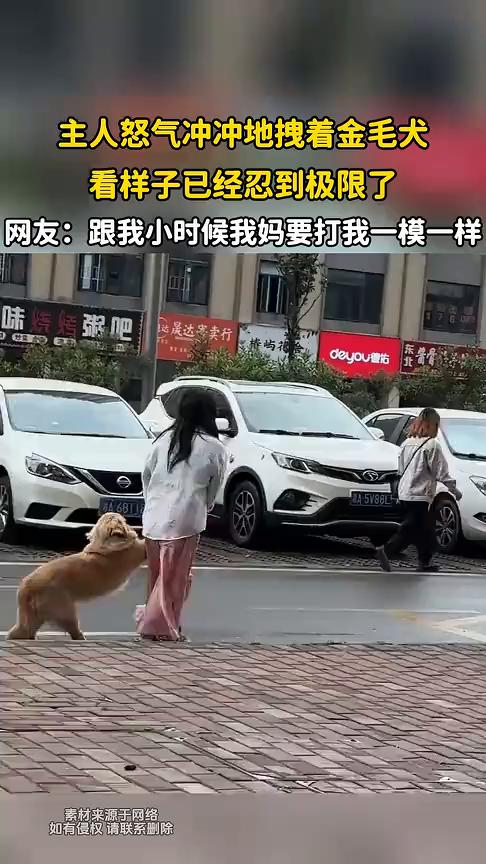 主人怒气冲冲地拽着金毛犬，看样子已经忍到极限了。
网友：跟我小时候我妈要打我一模