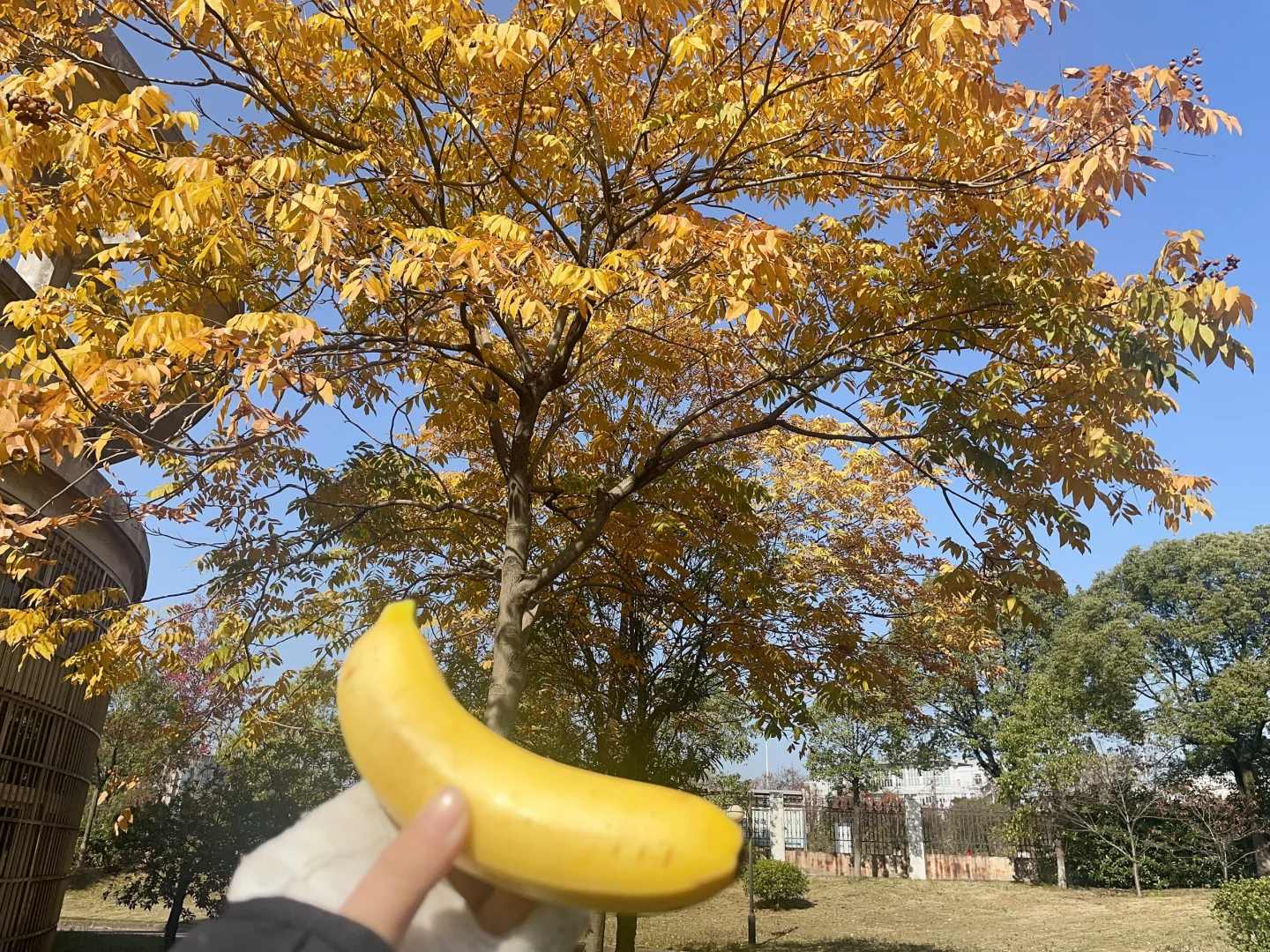 打石膏生活的第十五天