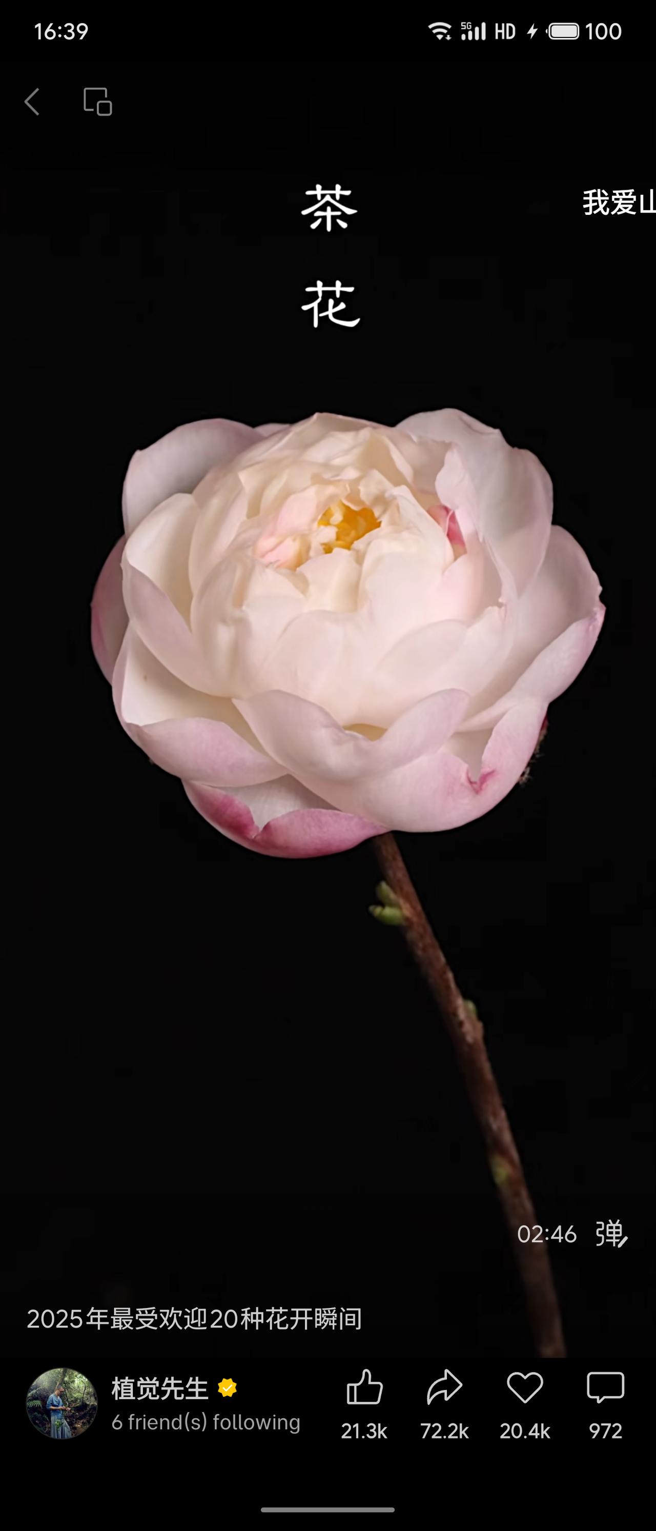 晒图笔记大赛茶花，花瓣粉白渐变，层层叠叠如绢纱，花蕊嫩黄。黑色背景下花朵更显柔美