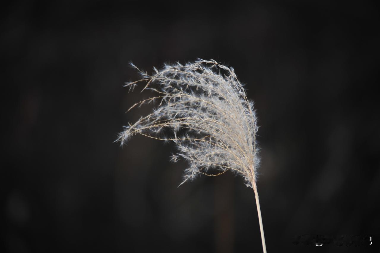 风中的芦苇花。