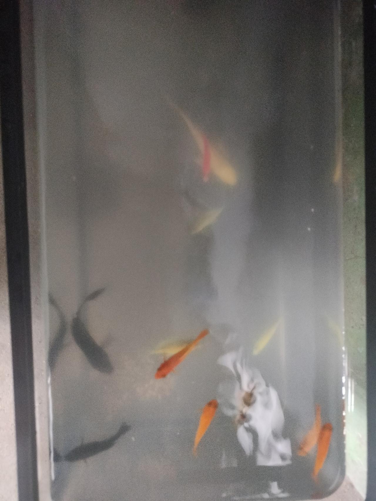 发现女人的累，很大程度是自找的！
前两天，老公买了一群小鱼苗，抬手倒进院里的大旧