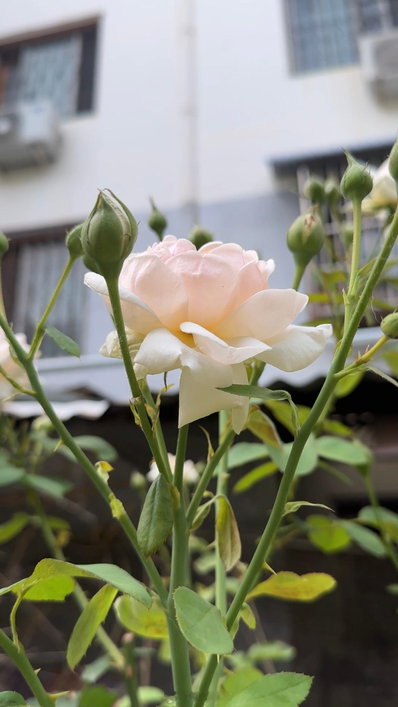 雨过晴天花儿们红艳艳的好好看晚安💤睡个好觉٩(๑´0`๑)۶
