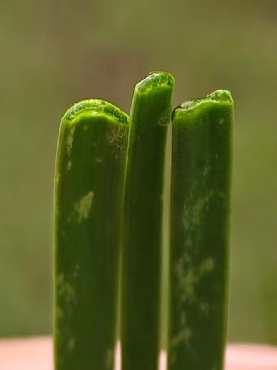 原来多汁牧草是真的多汁
