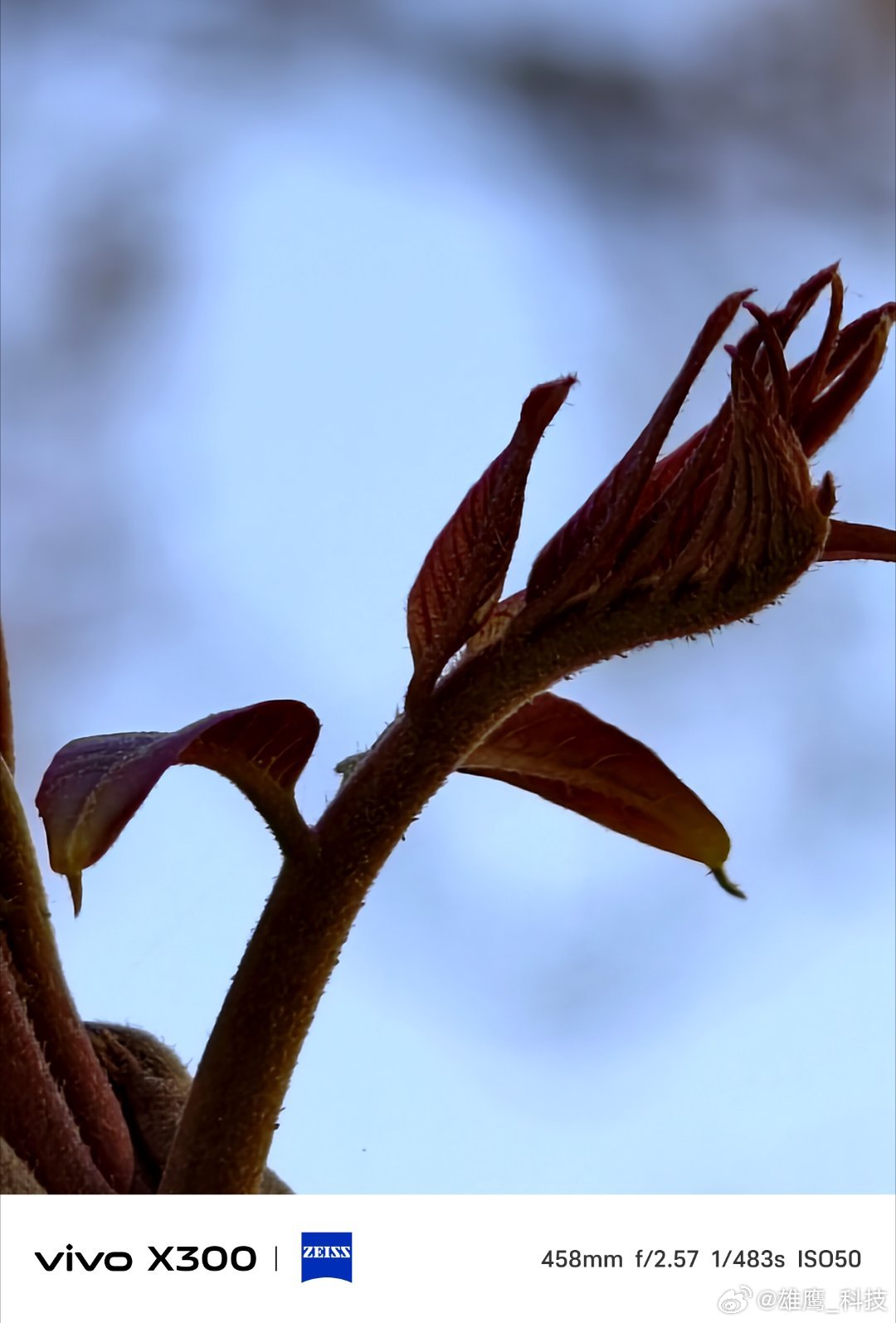 vivo 小香椿已经开始慢慢的长大了，又是一道美食。香椿炒鸡蛋、香椿拌豆腐。手机