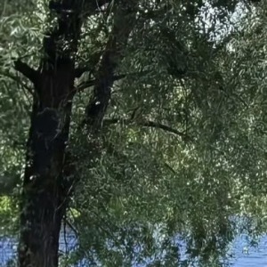 努力日行一善，多多行善，自然能积善成德。人要有一颗善良和懂感恩的心，这样才能知足