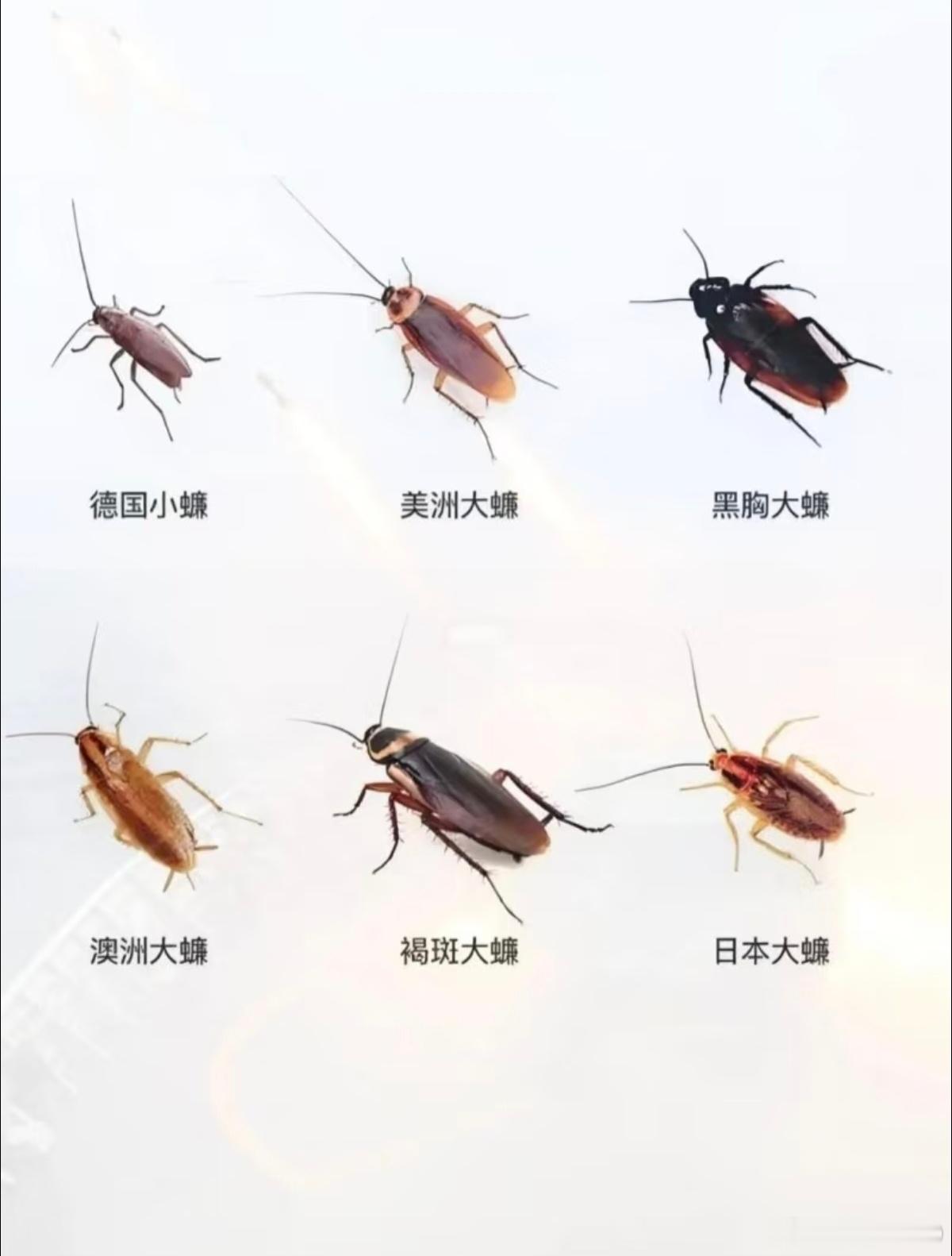 一日识一蠊