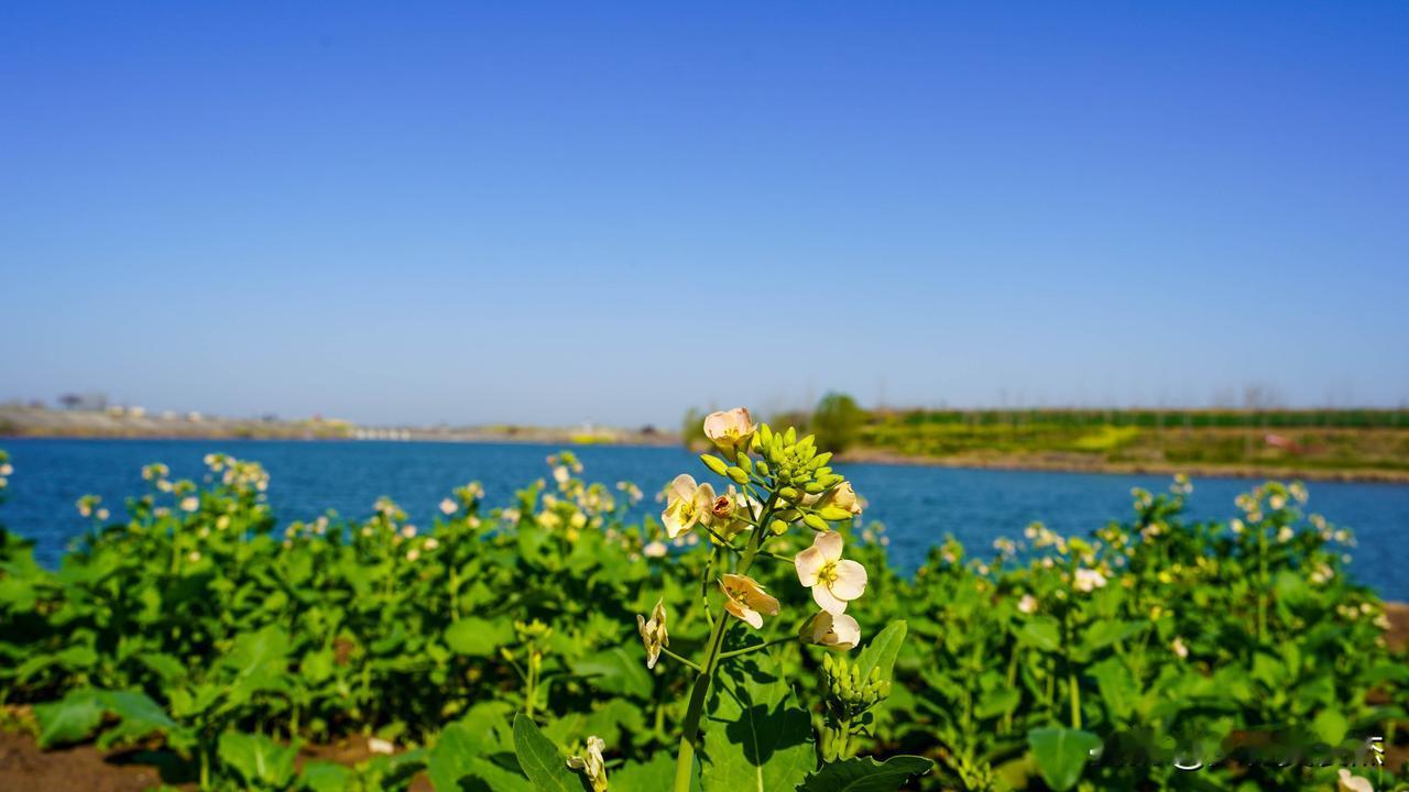 通知，周口的小伙伴周末春游可以来这里，邓城镇万亩油菜花即将开放，白帝渡口还有粉色