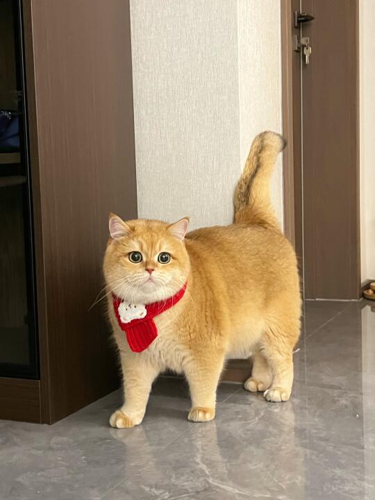 小猫咪来拜年啦！！