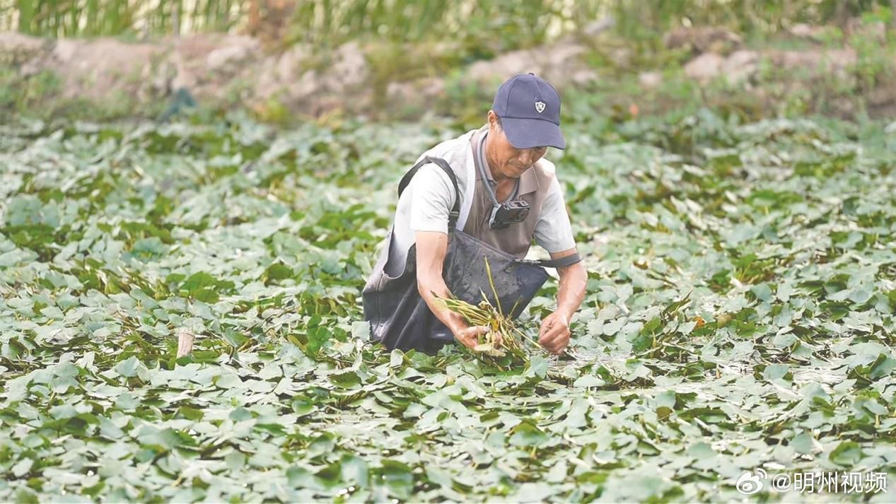 宁波奉化菱塘藏着两代人的夏日回忆 盛夏时节，宁波奉化西坞街道东陈村八亩菱塘荷叶繁