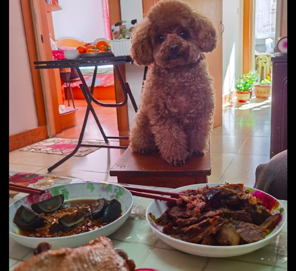 合肥一家烤肉店最近搞出个奇葩事，居然有客人把宠物狗带上桌吃饭，被人拍了发到网上，
