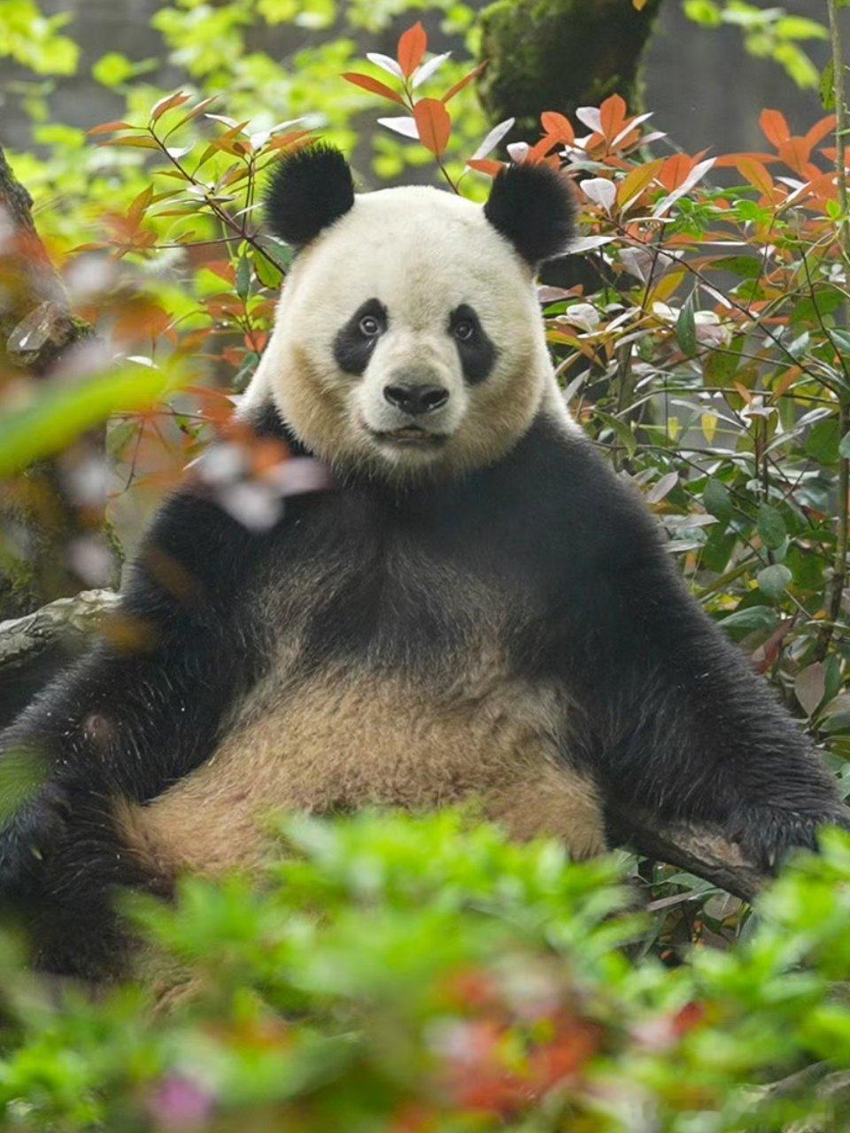 熊猫守护者[超话] 林间绿意环绕，胖团子悠闲坐在木架上，慢悠悠望向远方，毛茸茸的