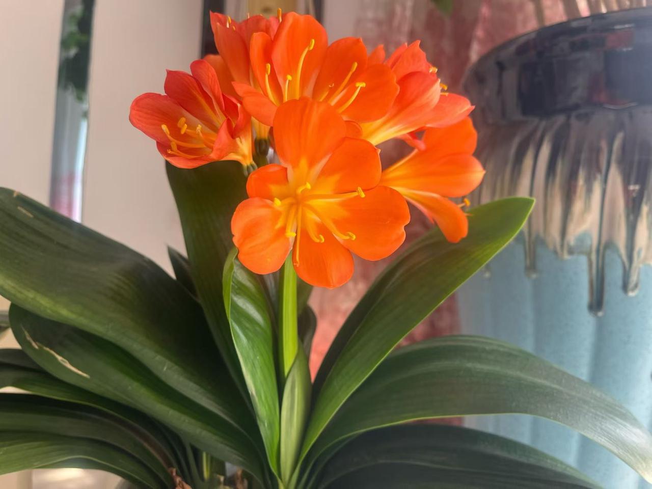 惊艳的橙花盛开，生机勃勃的绿植相伴