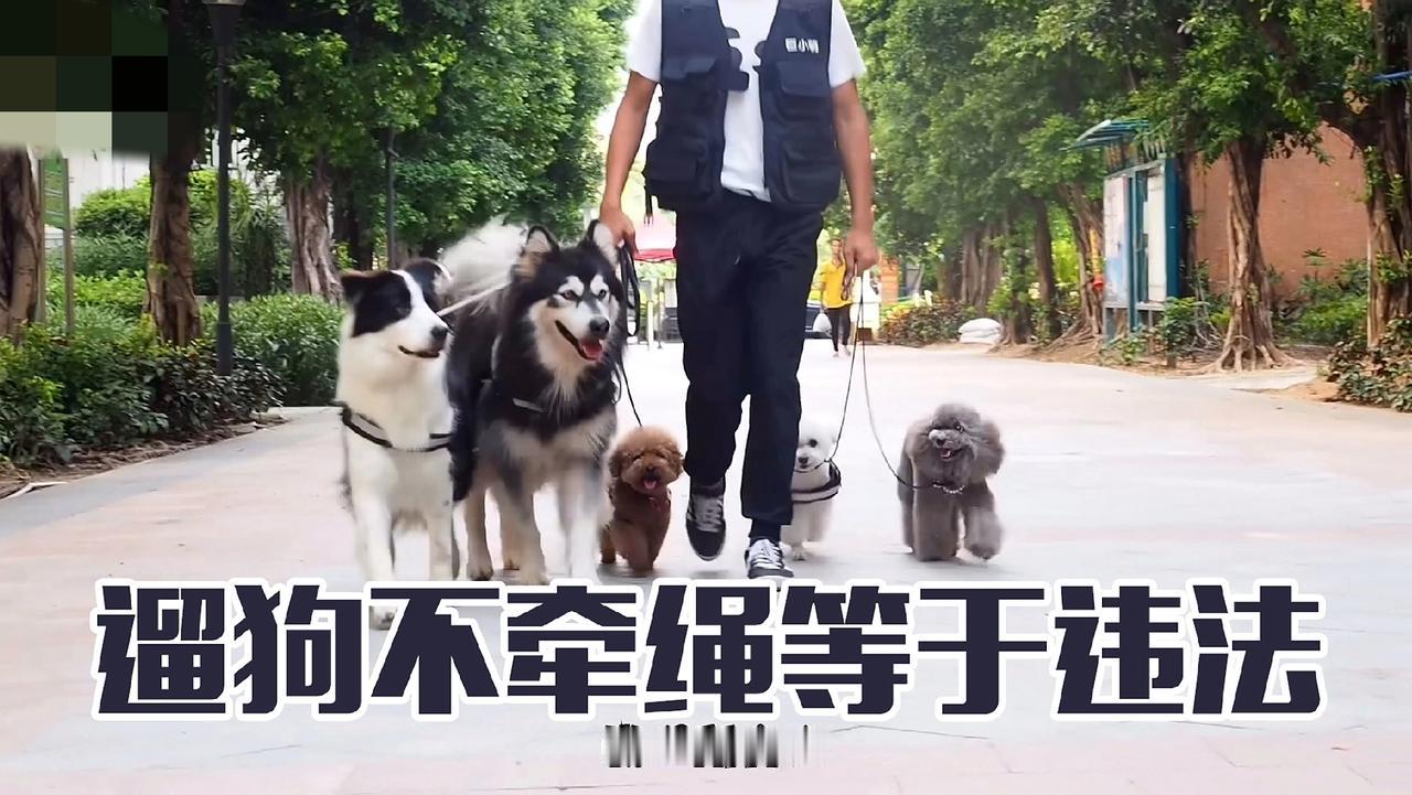 养狗的人不知道养狗有规定，你相信吗？
其实不是不知道，只是装看不到。山东一记者近