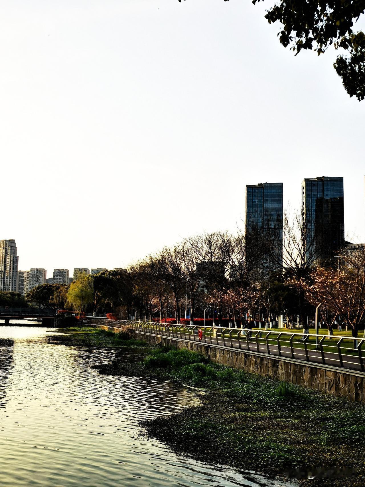 落樱作别，春日最后的美丽

昨天傍晚，趁夕阳还柔和，去院士路上的科技公园走了走。