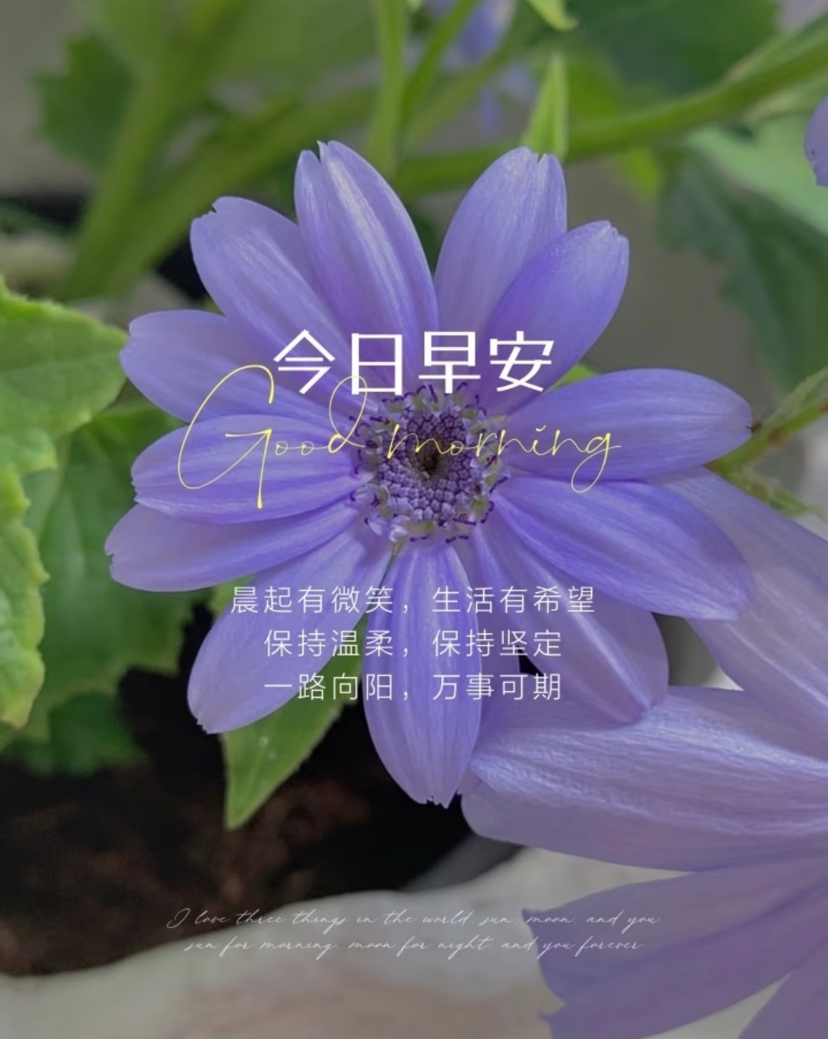 新的一天徐徐铺展，愿你始终热烈，始终舒展，把人生的舵稳稳握在自己手里。早安，周一