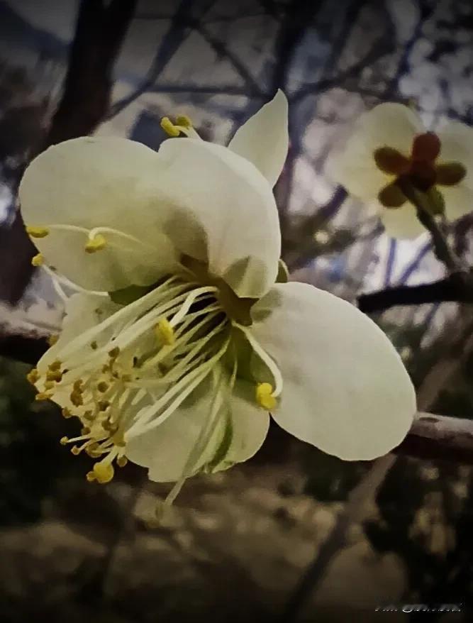 浅白深红，一一斗新妆

蛇年春节将至，滚子河畔梅花初绽，红梅、白梅、绿梅，浅白深