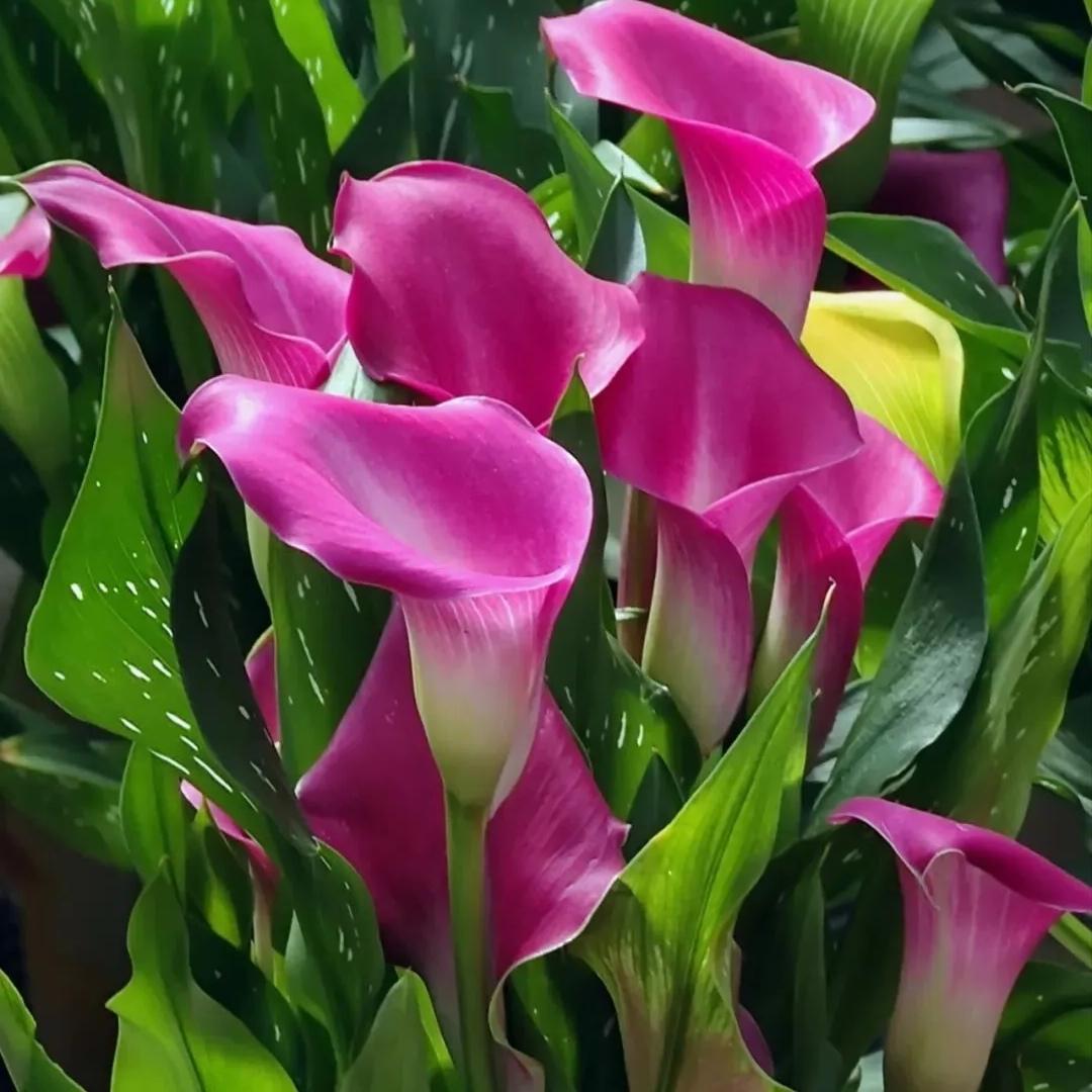 赏马蹄花
碧叶扶疏花正红
马蹄踏韵御长风
远离婀娜娇羞影
号角声中气势雄