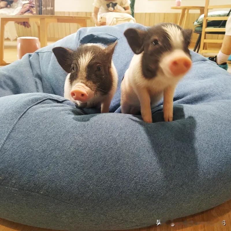 “摇人按猪”女孩呆呆这事儿挺让人无语的。一句谎言就引发了这么大的灾难。呆呆编造谎