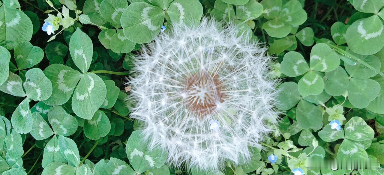 当金黄色花瓣悄然退场，蒲公英便托举起一个崭新的绣球——那是造物主玩的小小魔术。每