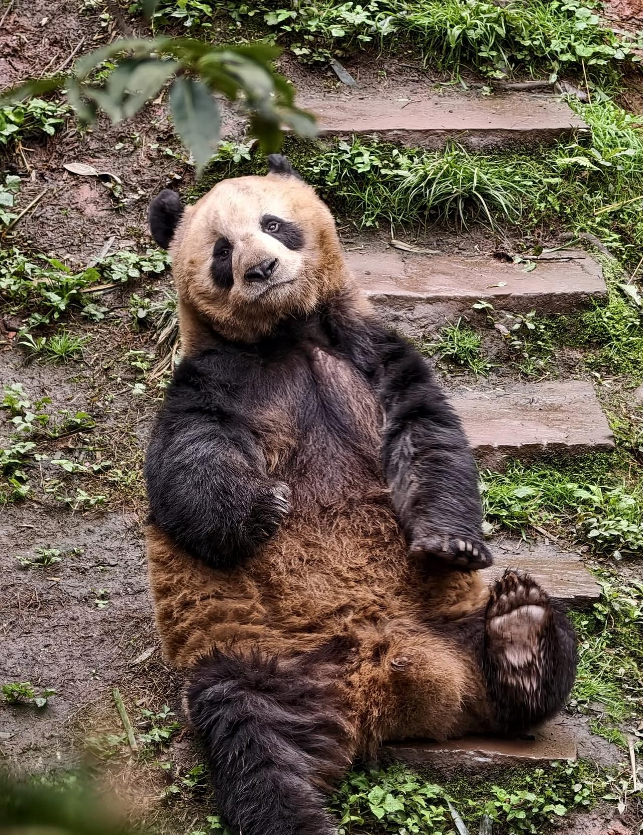 这是谁家的二埋汰啊[捂脸]
瞧它还一脸不服的小表情，本来是黑白的熊猫，这下子彻底