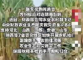 谁看了不揪心！7省连阴雨下了快一个月，地里的玉米要么烂在泥里，要么拉回家就发霉，