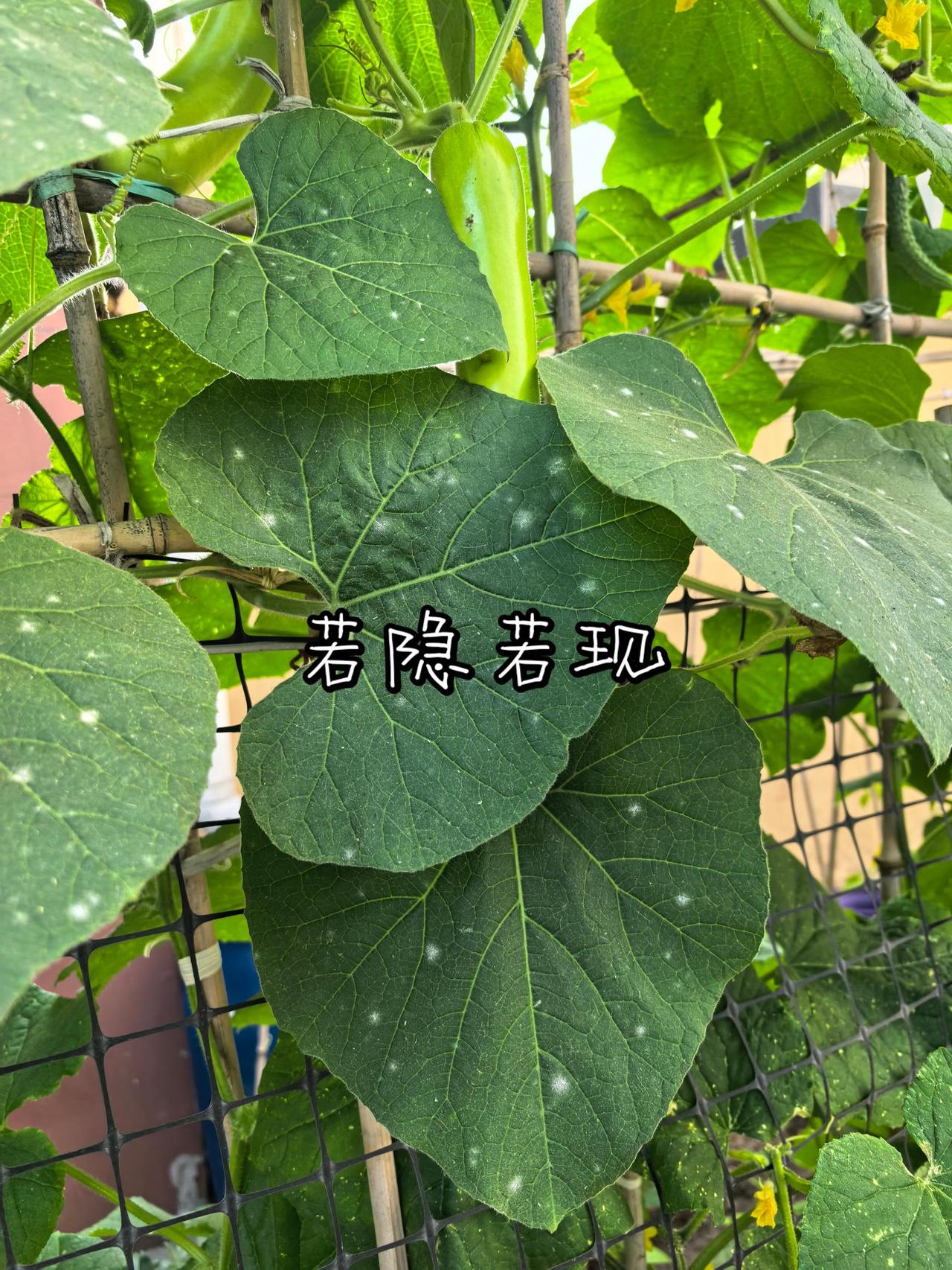 若隐若现