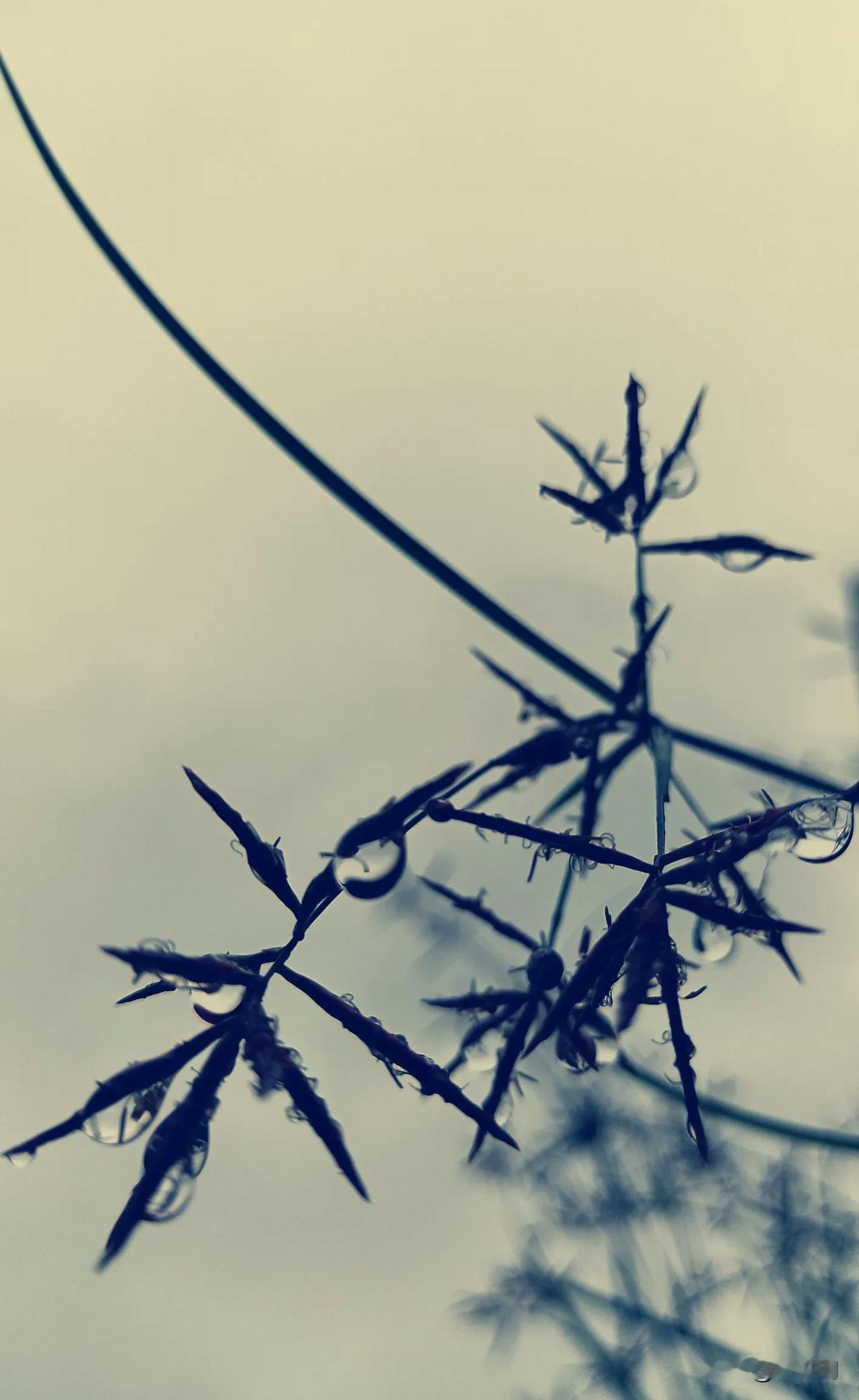 雨滴在叶上，静听岁月的声音。