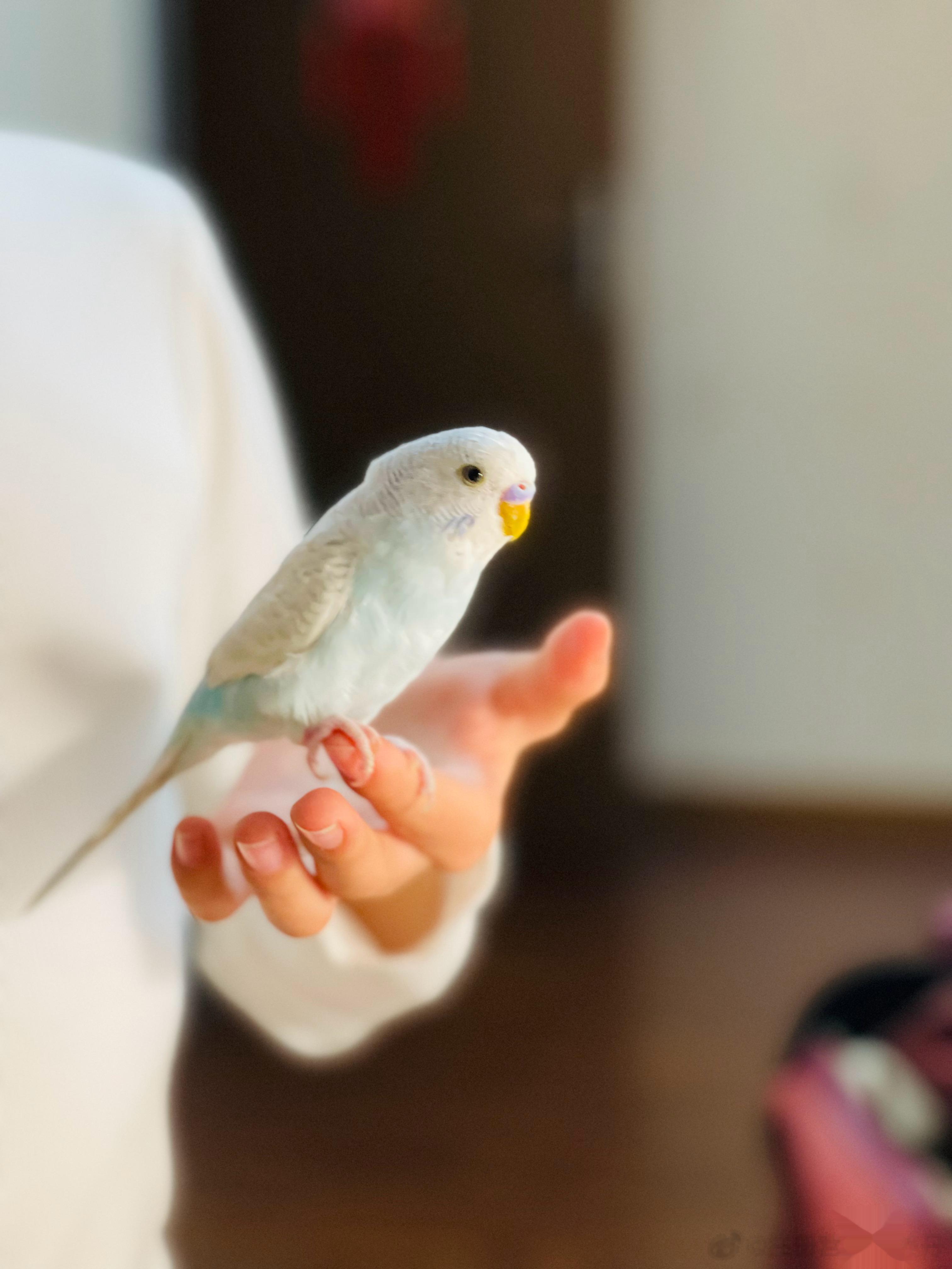 我女儿养的小鸟，长得是真可爱啊，毛色特别好[哈哈][哈哈][哈哈]为啥呢？天天吃