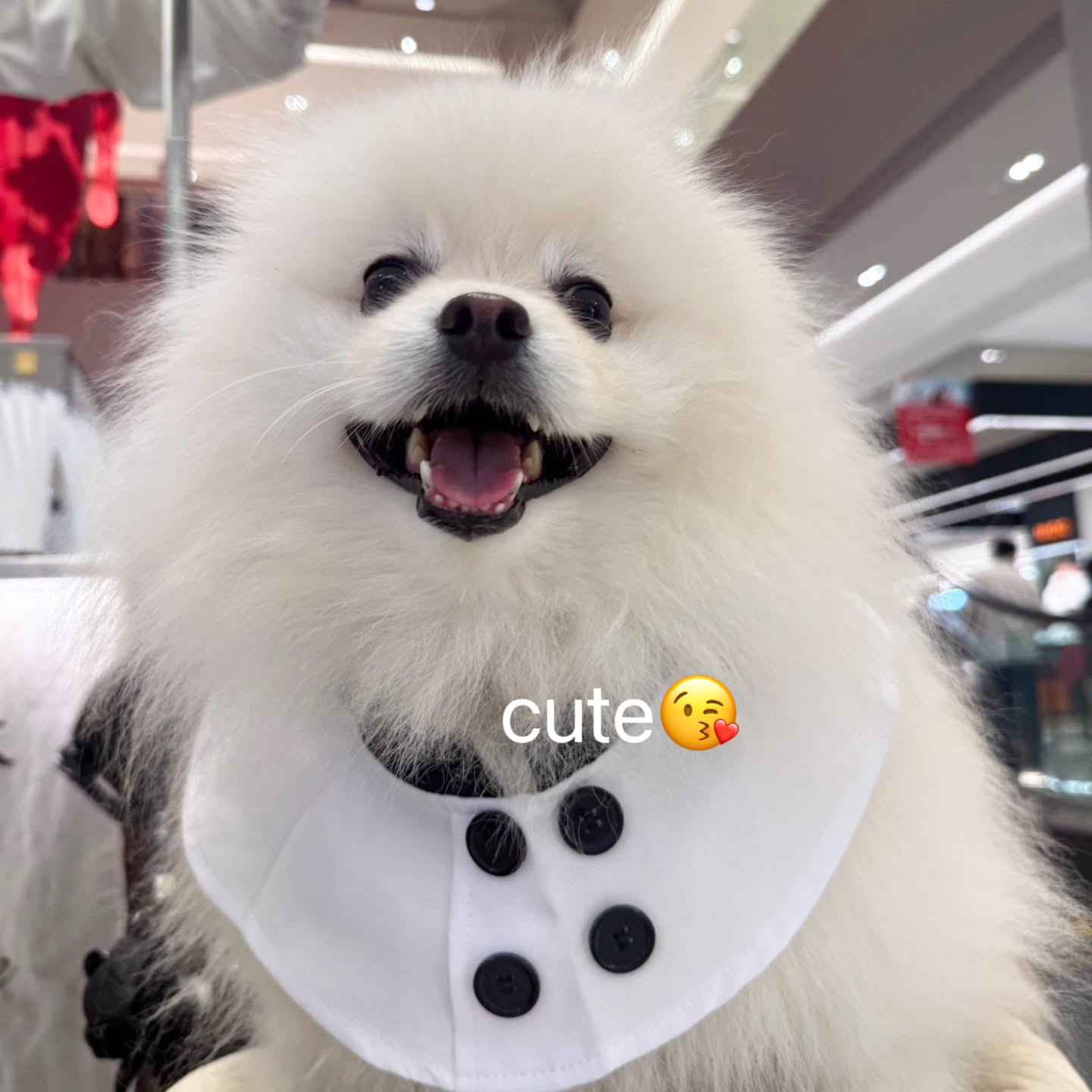 看看可爱小狗～😛 ​​​