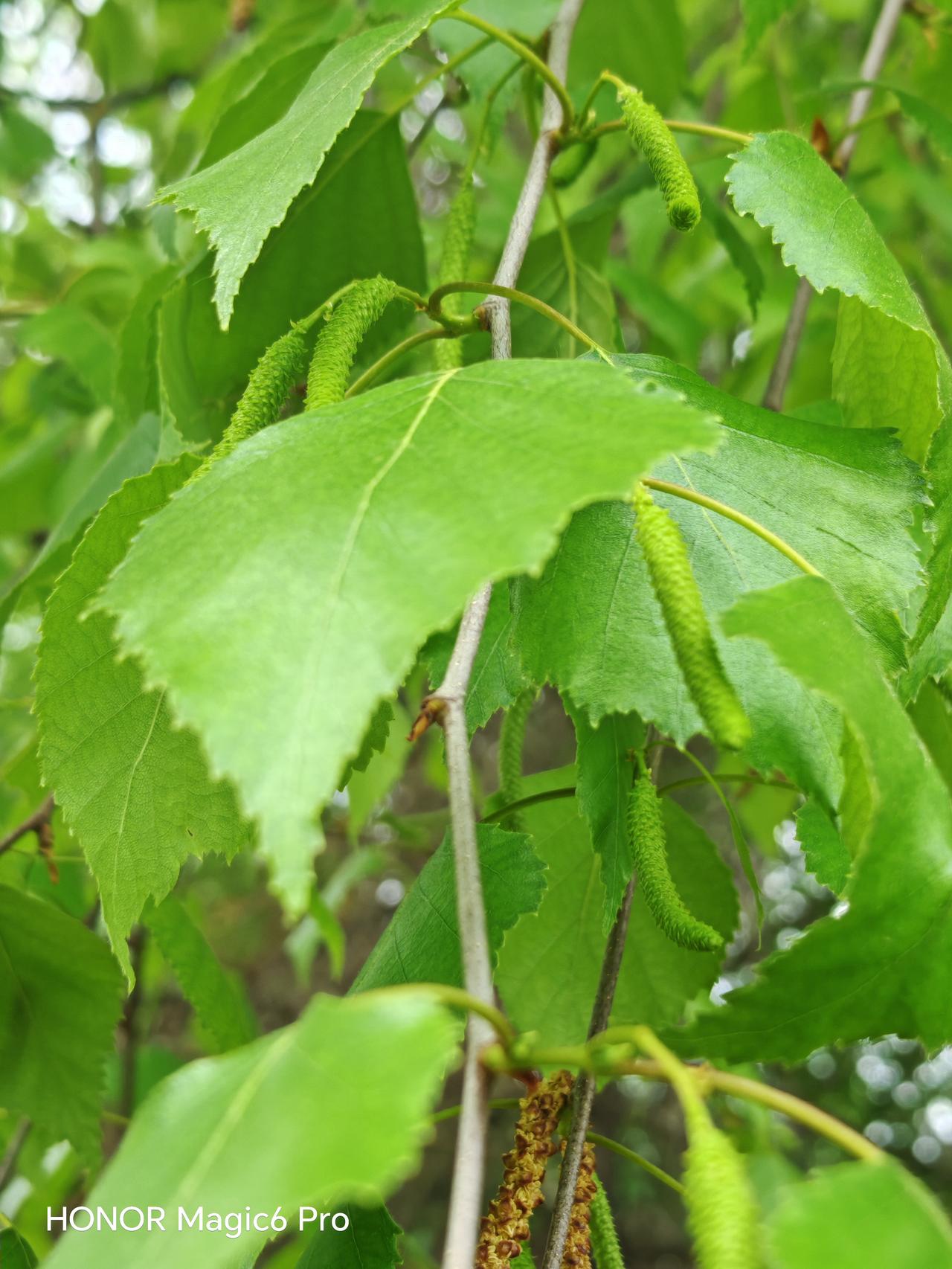 与痛风斗争的历程 315
 
   早上起床，浑身各关节正常，没有特别的疼痛感与