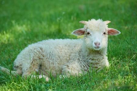 🐑生肖羊的爱情组合
 
羊+鼠：相害，心思敏感，减少猜忌
羊+牛：相冲，理念不
